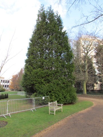 Western red-cedar tree